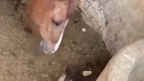 马吃鸡